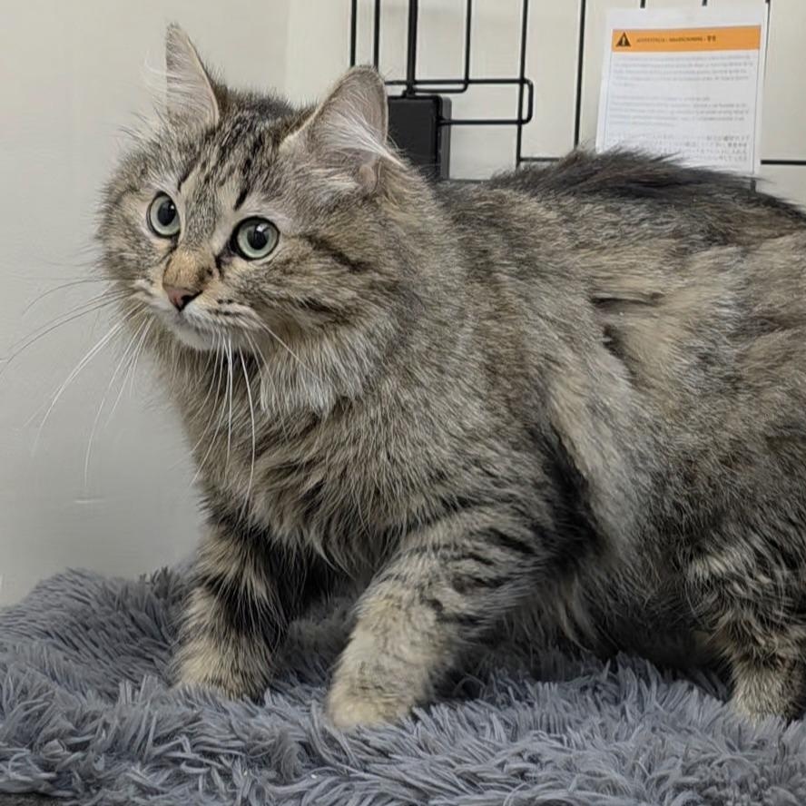 Enlarge Miracle, a ADOPTABLE Tabby in Medford, MA image 3/6