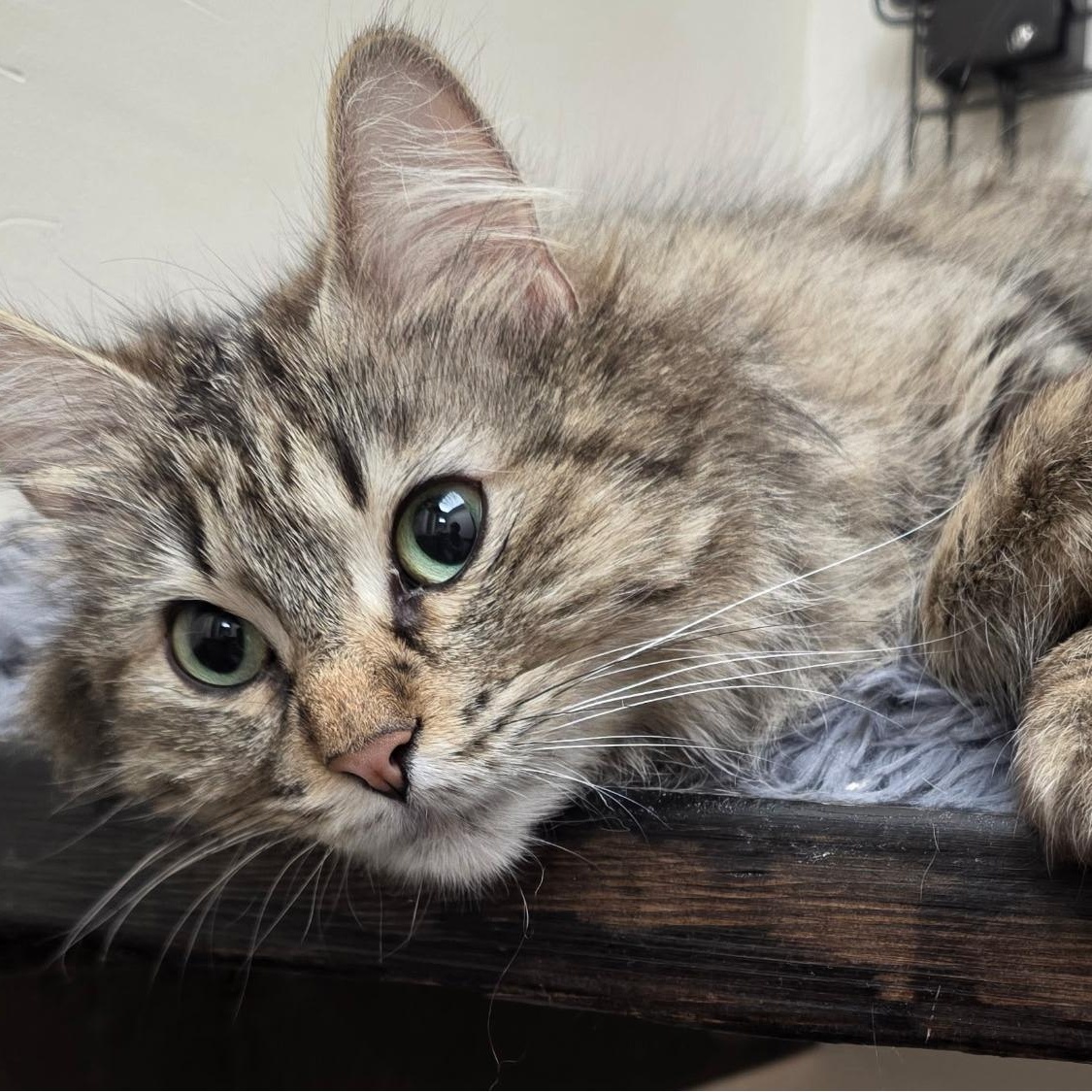 Miracle, ADOPTABLE, Young Female Tabby.