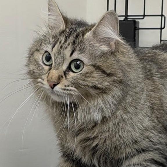 Enlarge Miracle, a ADOPTABLE Tabby in Medford, MA image 5/6