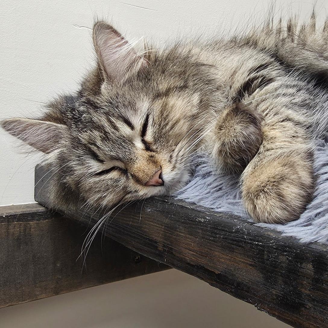 Enlarge Miracle, a ADOPTABLE Tabby in Medford, MA image 4/6
