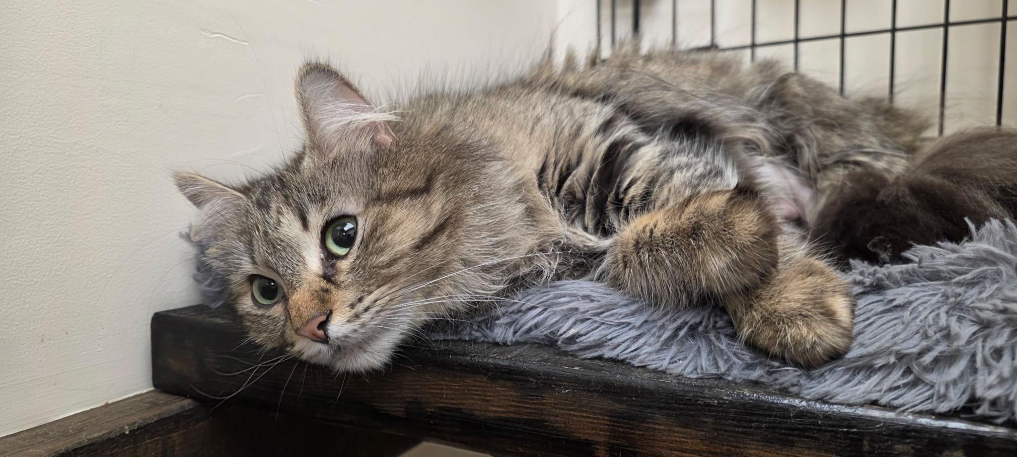 Enlarge Miracle, a ADOPTABLE Tabby in Medford, MA image 6/6