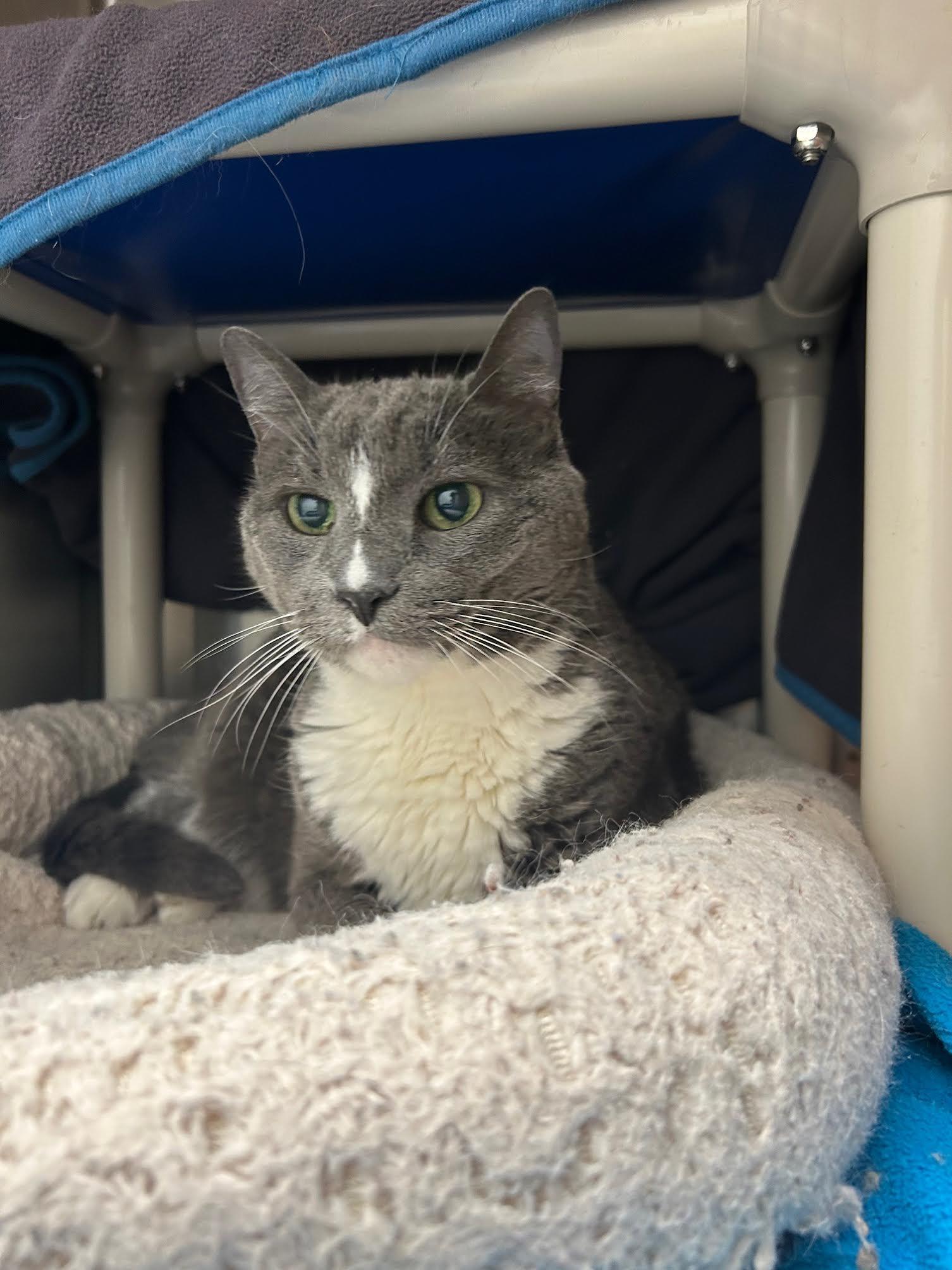 Norman, an adoptable Domestic Long Hair in Homer, AK, 99603 | Photo Image 1