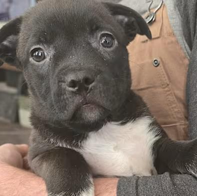 Pepper, a Adoptable mixed breed in Rio Rancho, NM image 4/4