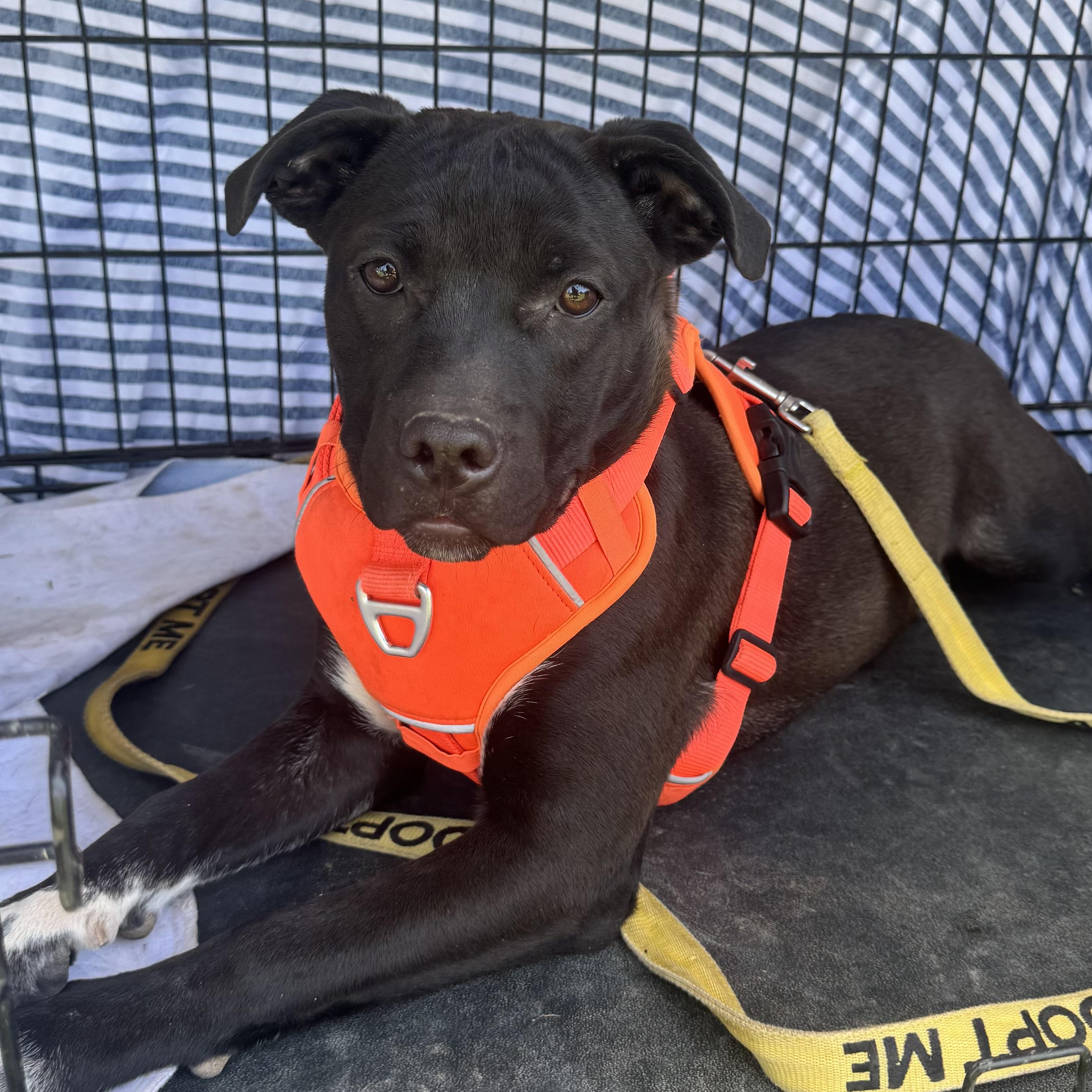 Pepper, Adoptable, Puppy Female Boxer.