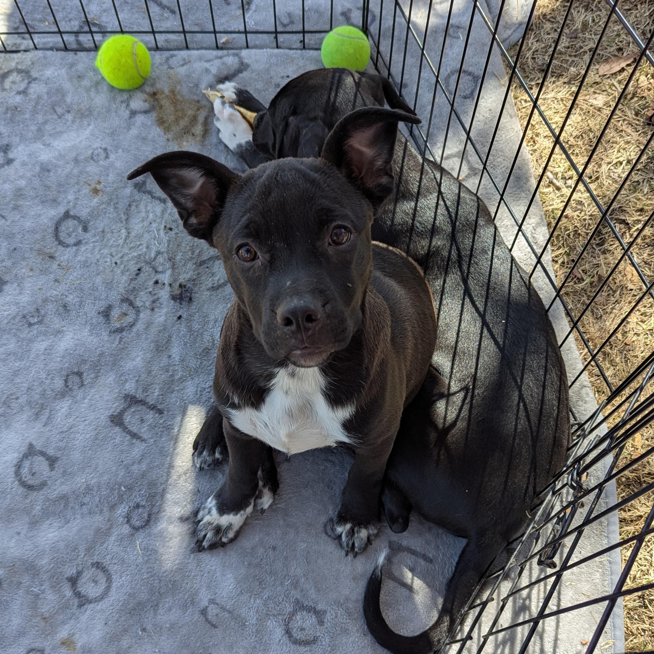 Pepper, a Adoptable mixed breed in Rio Rancho, NM image 3/4