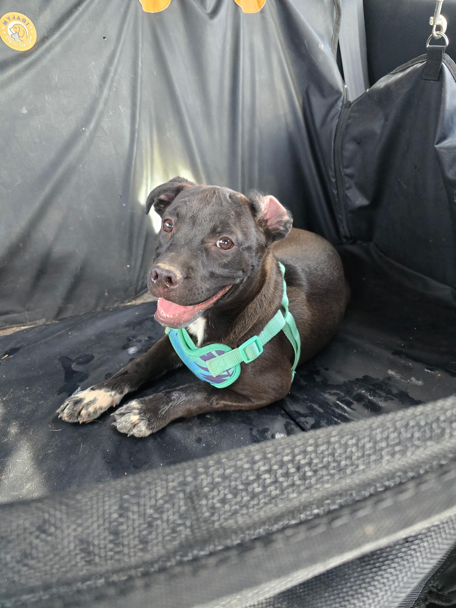 Pepper, a Adoptable mixed breed in Rio Rancho, NM image 2/4