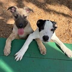 Panda, adopted, Puppy Male Mixed Breed.