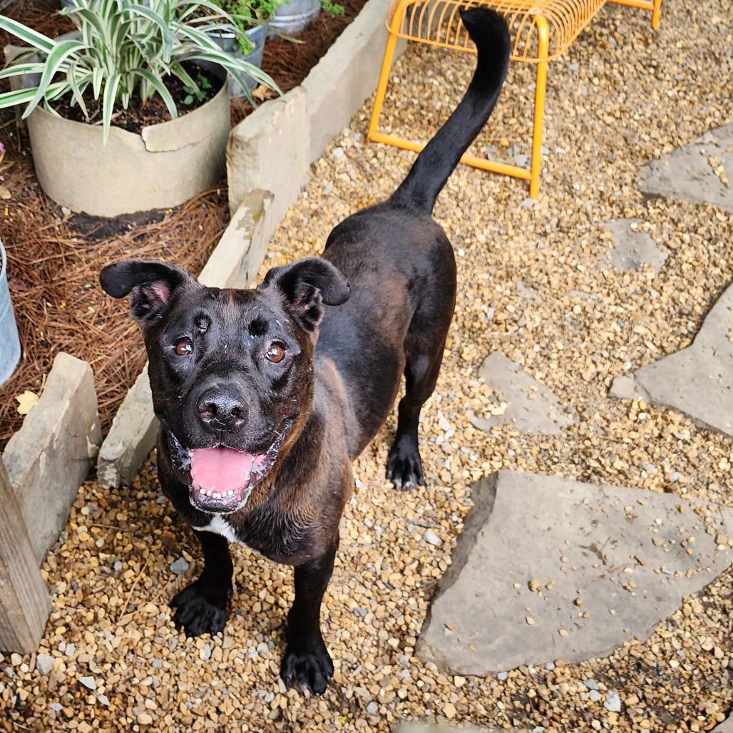 Amos, a Adoptable Mixed Breed in Boaz, AL image 1/6