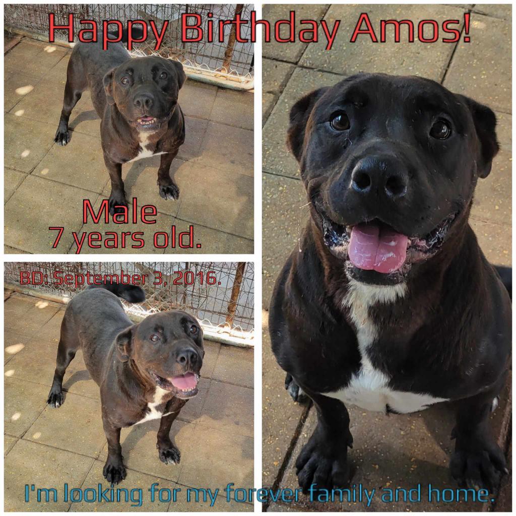 Amos, a Adoptable Mixed Breed in Boaz, AL image 2/6