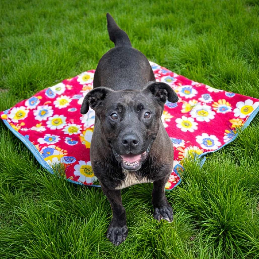 Amos — thumbnail 3