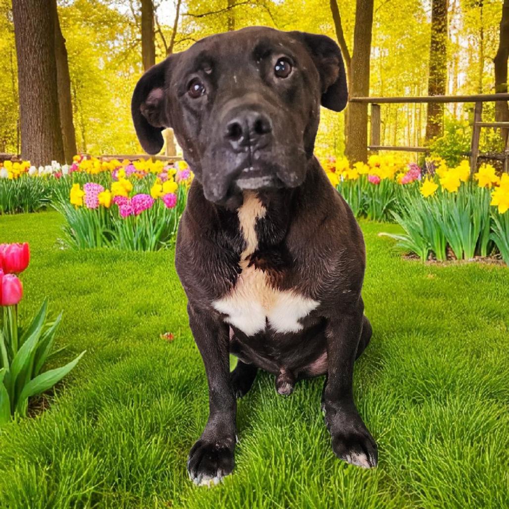 Amos, a Adoptable Mixed Breed in Boaz, AL image 4/6