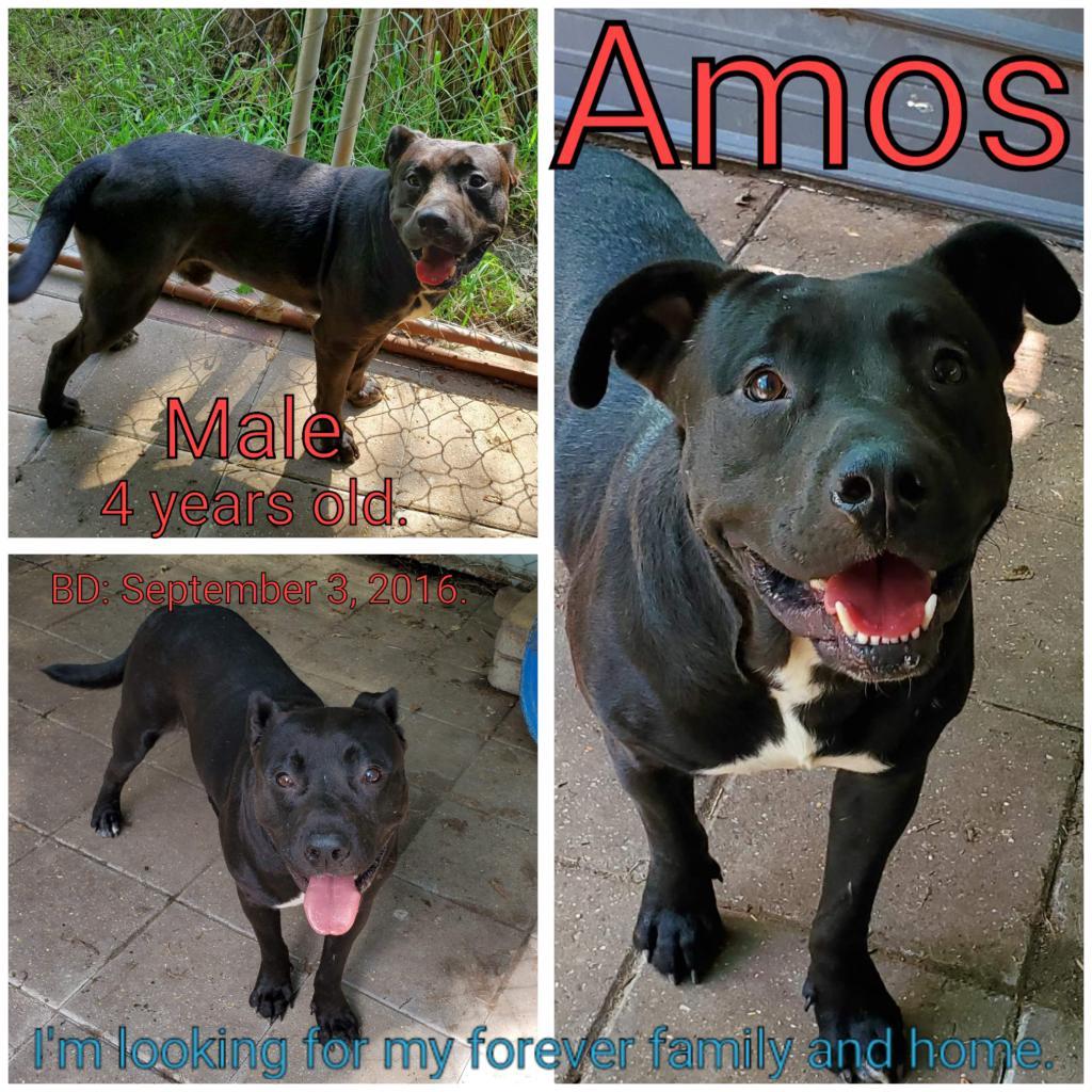Amos, a Adoptable Mixed Breed in Boaz, AL image 5/6