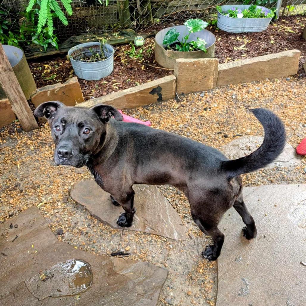 Amos, a Adoptable Mixed Breed in Boaz, AL image 5/6