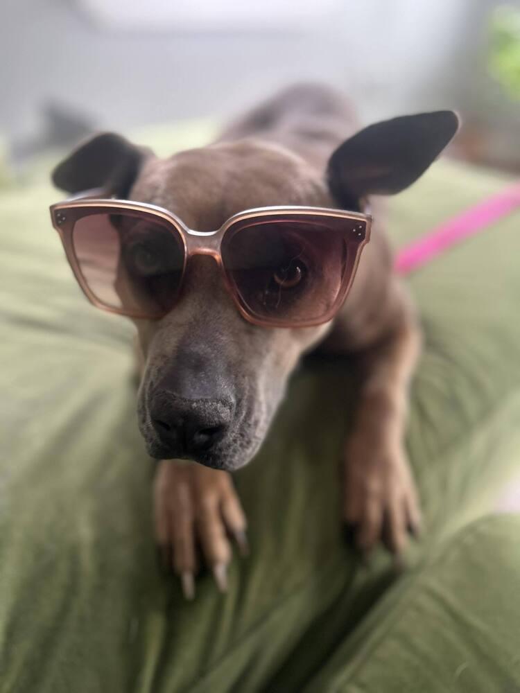 Peanut Brittle, Adoptable, Adult Male Boxer & Terrier.