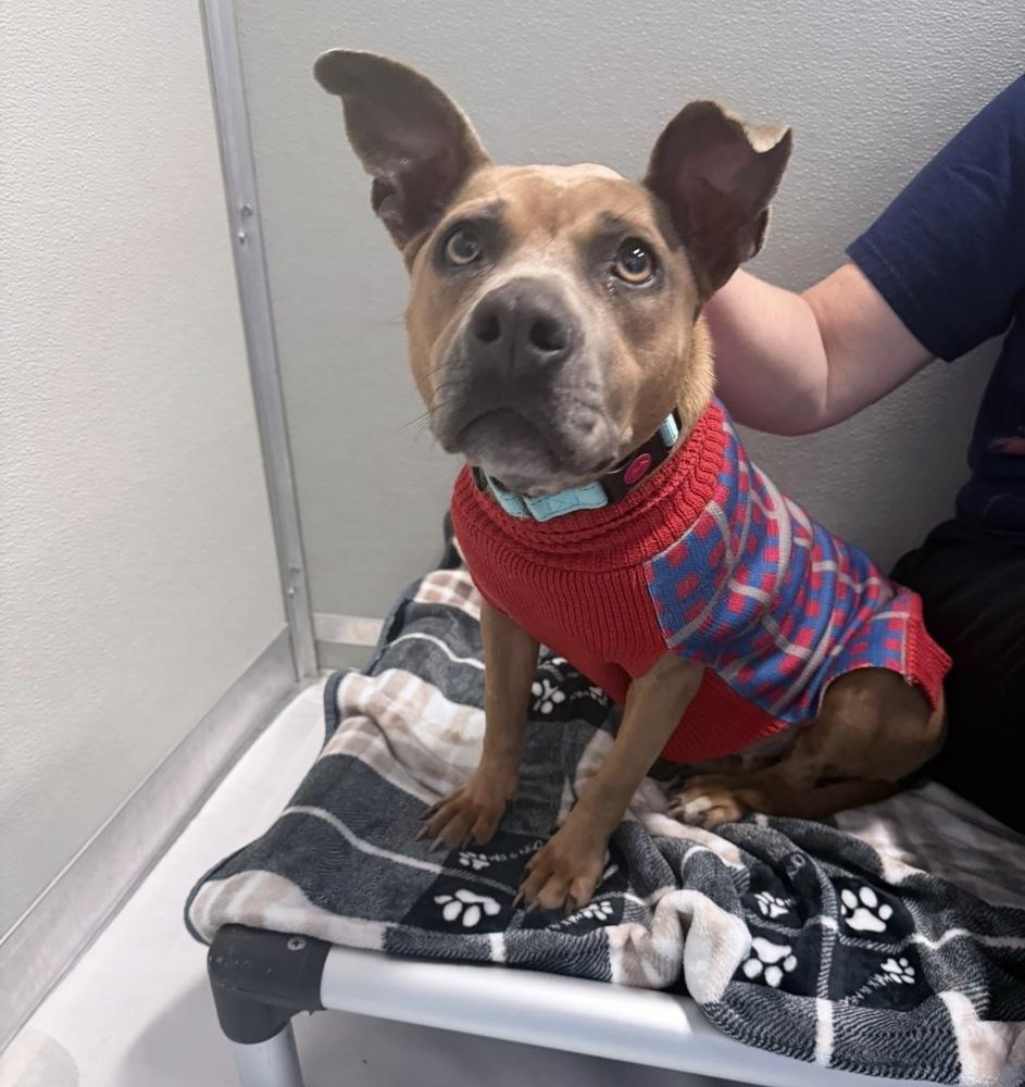 Enlarge Peanut Brittle, a Adoptable mixed breed in Saugus, MA image 2/6