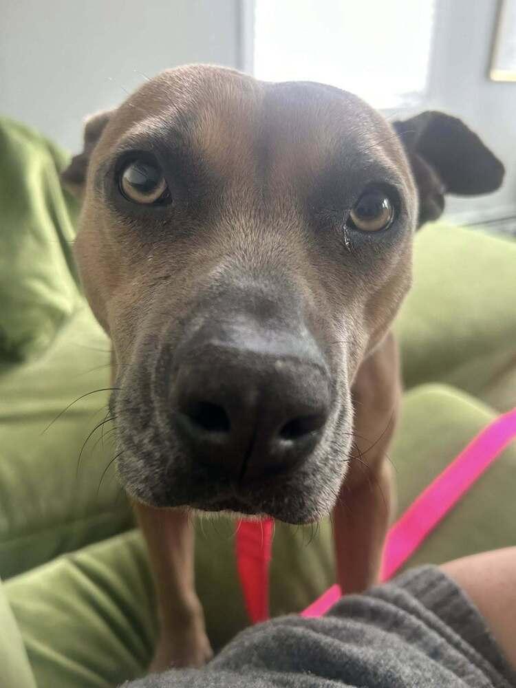 Enlarge Peanut Brittle, a Adoptable mixed breed in Saugus, MA image 3/6