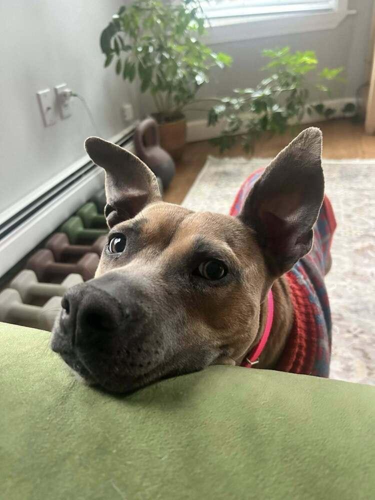 Enlarge Peanut Brittle, a Adoptable mixed breed in Saugus, MA image 4/6