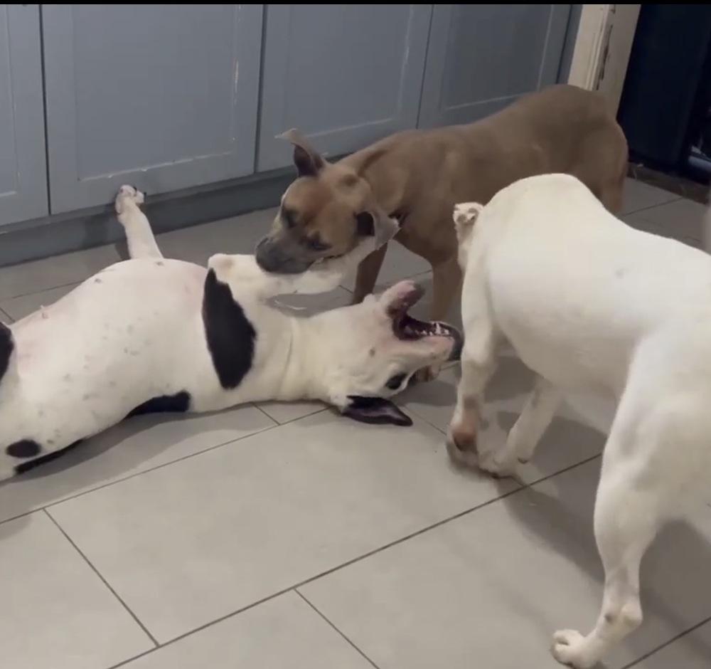 Enlarge Peanut Brittle, a Adoptable mixed breed in Saugus, MA image 5/6