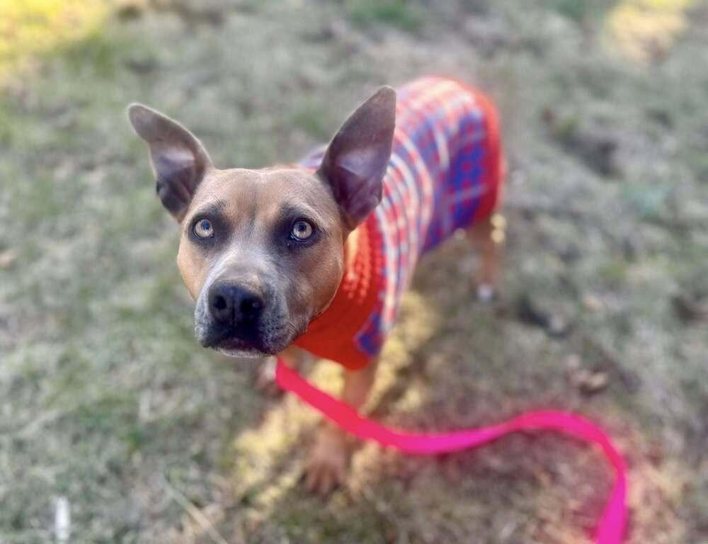 Enlarge Peanut Brittle, a Adoptable mixed breed in Saugus, MA image 6/6