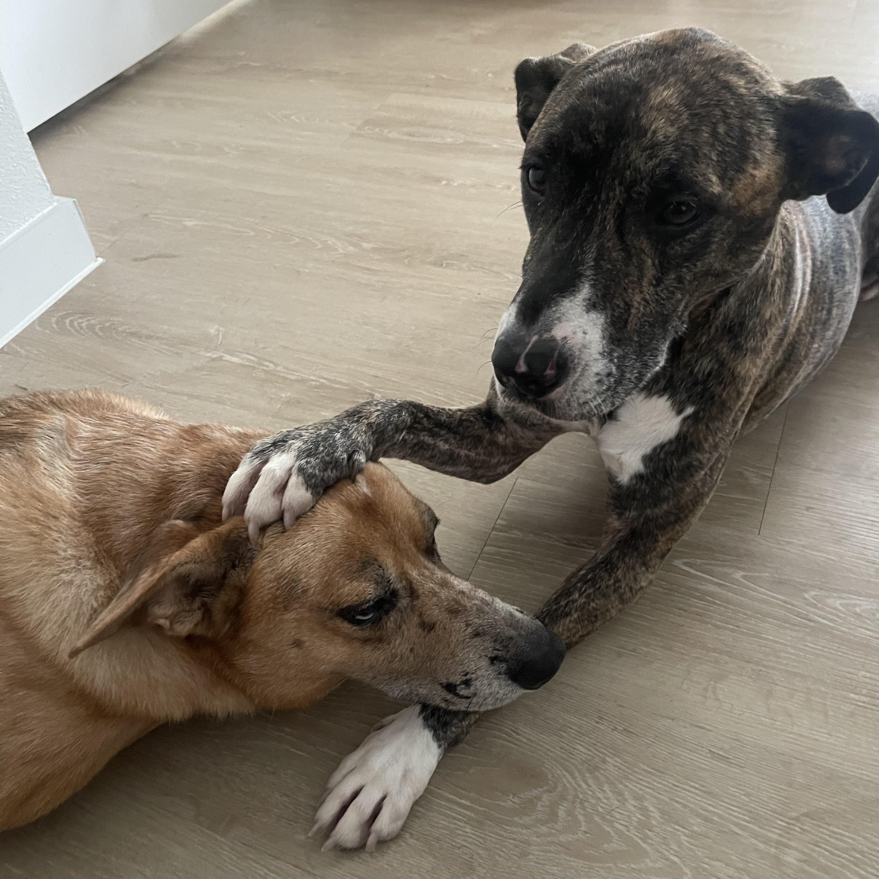 ELLIE (WA), a Adoptable mixed breed in Spokane, WA image 3/4