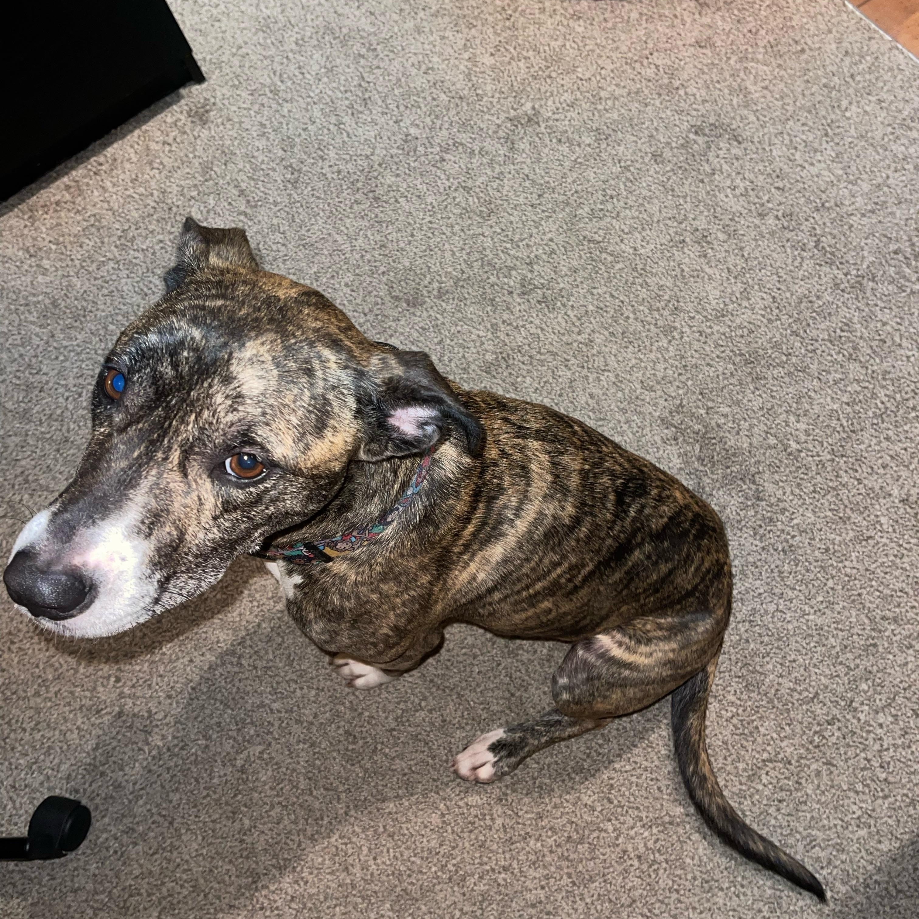 ELLIE (WA), a Adoptable mixed breed in Spokane, WA image 4/4