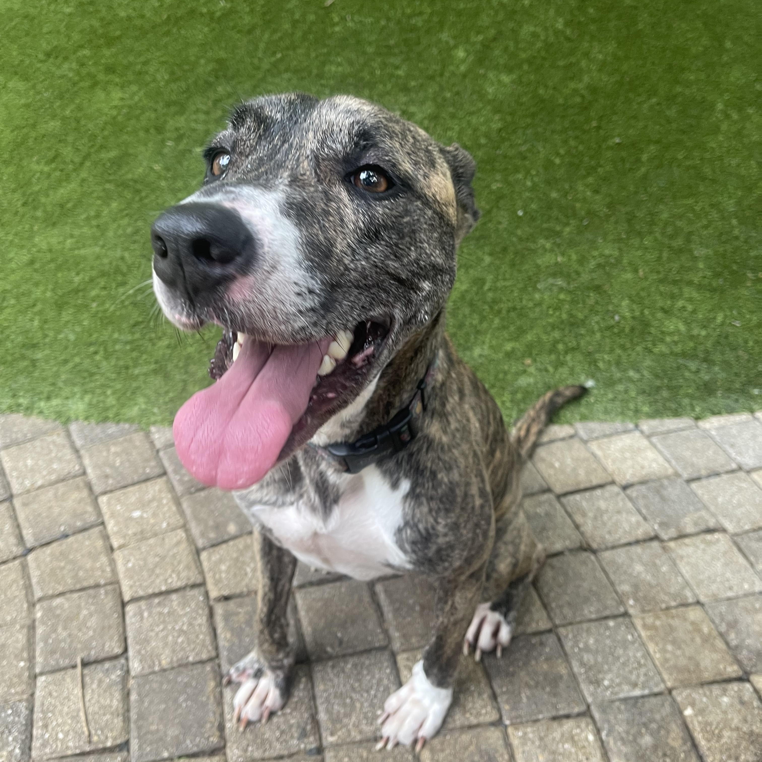 ELLIE (WA), a Adoptable mixed breed in Spokane, WA image 1/4