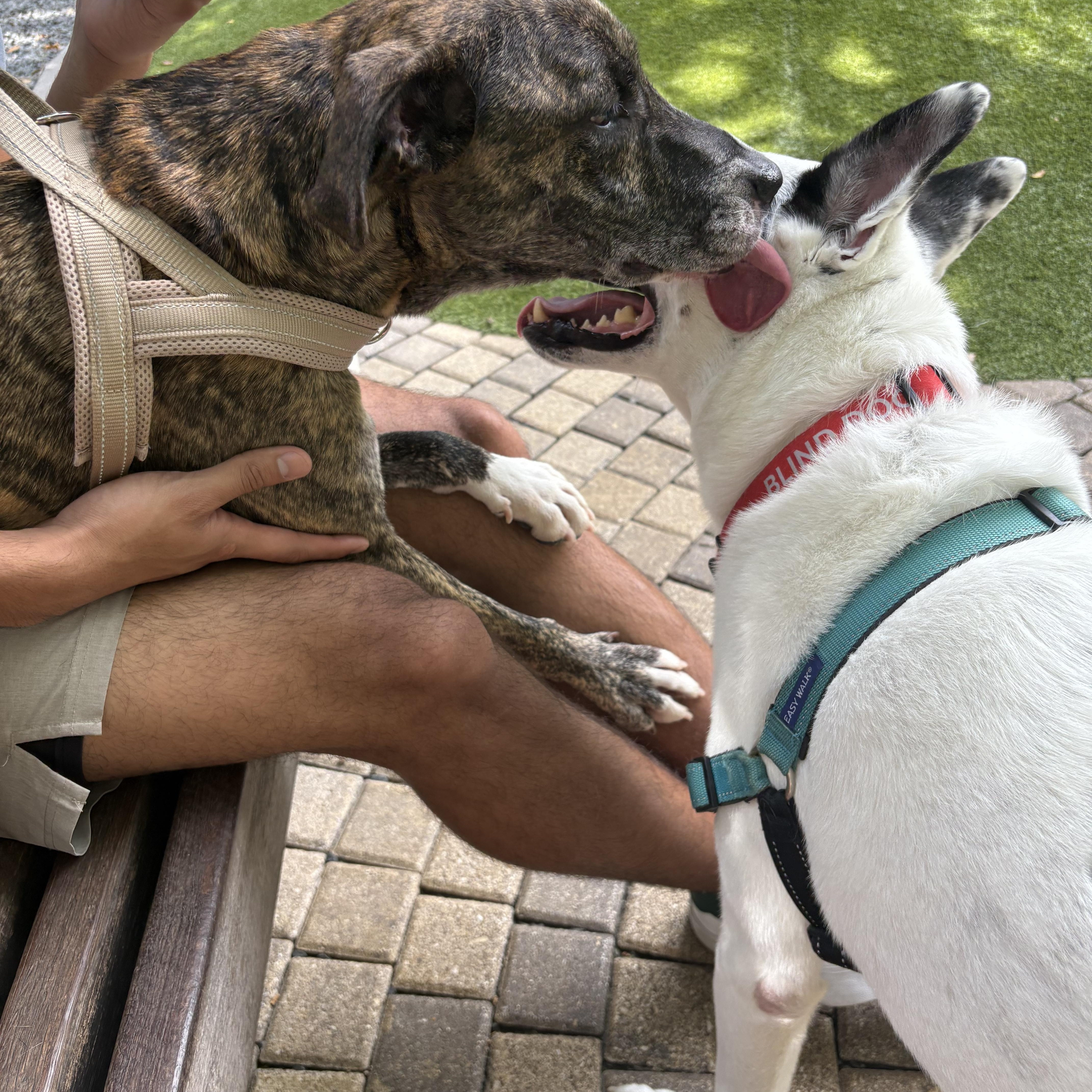 ELLIE (WA), a Adoptable mixed breed in Spokane, WA image 2/4
