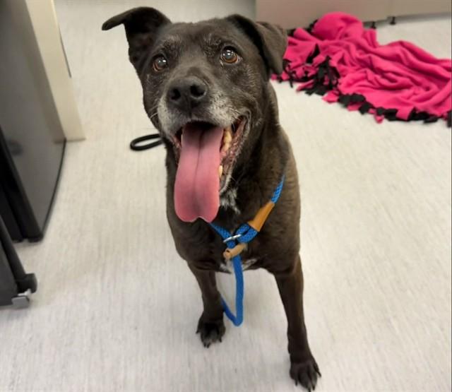 Enlarge NALA, a Adoptable mixed breed in Colorado Springs, CO image 1/1
