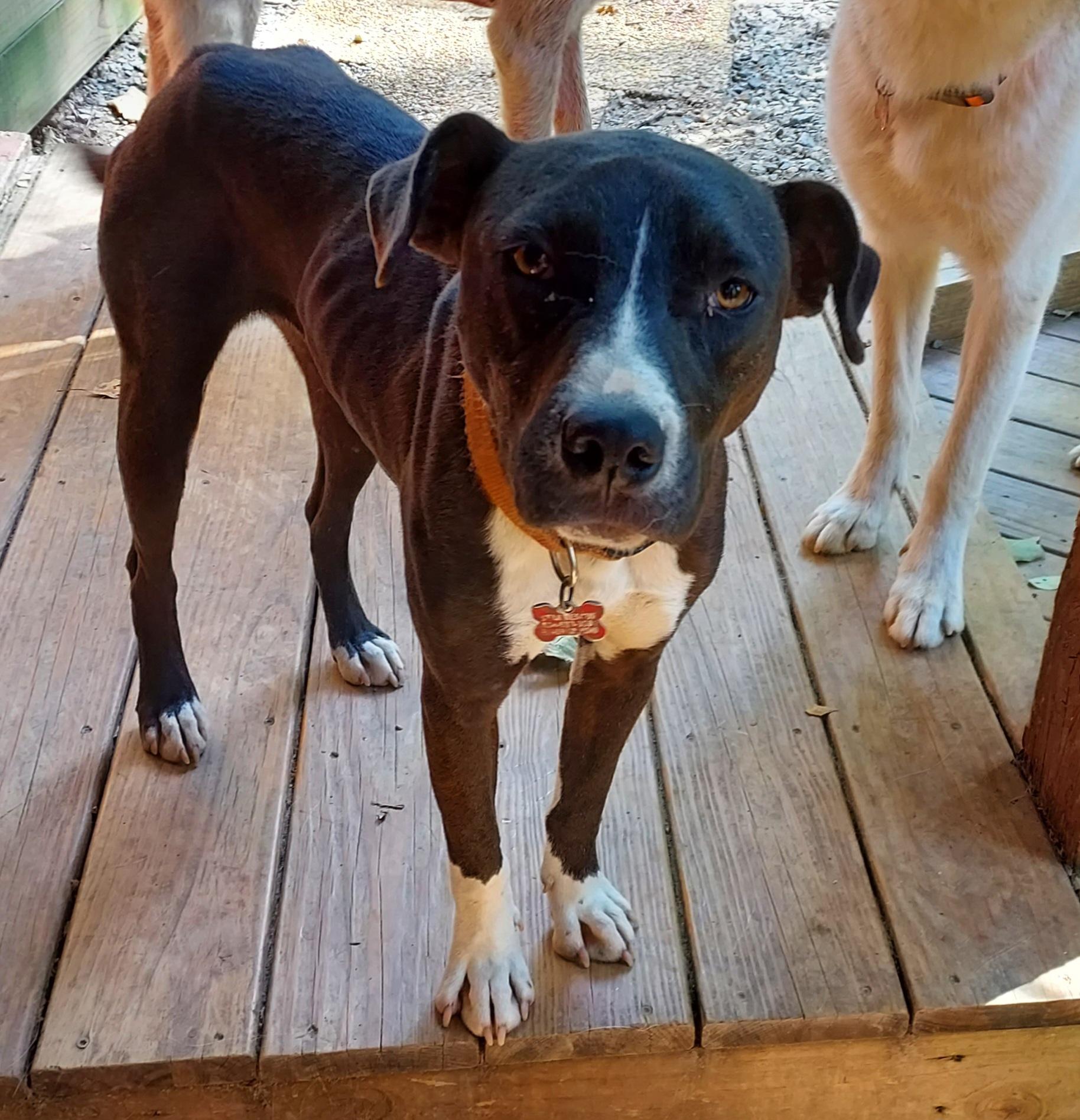 Enlarge Diago, a ADOPTABLE mixed breed in Ellijay, GA image 5/6