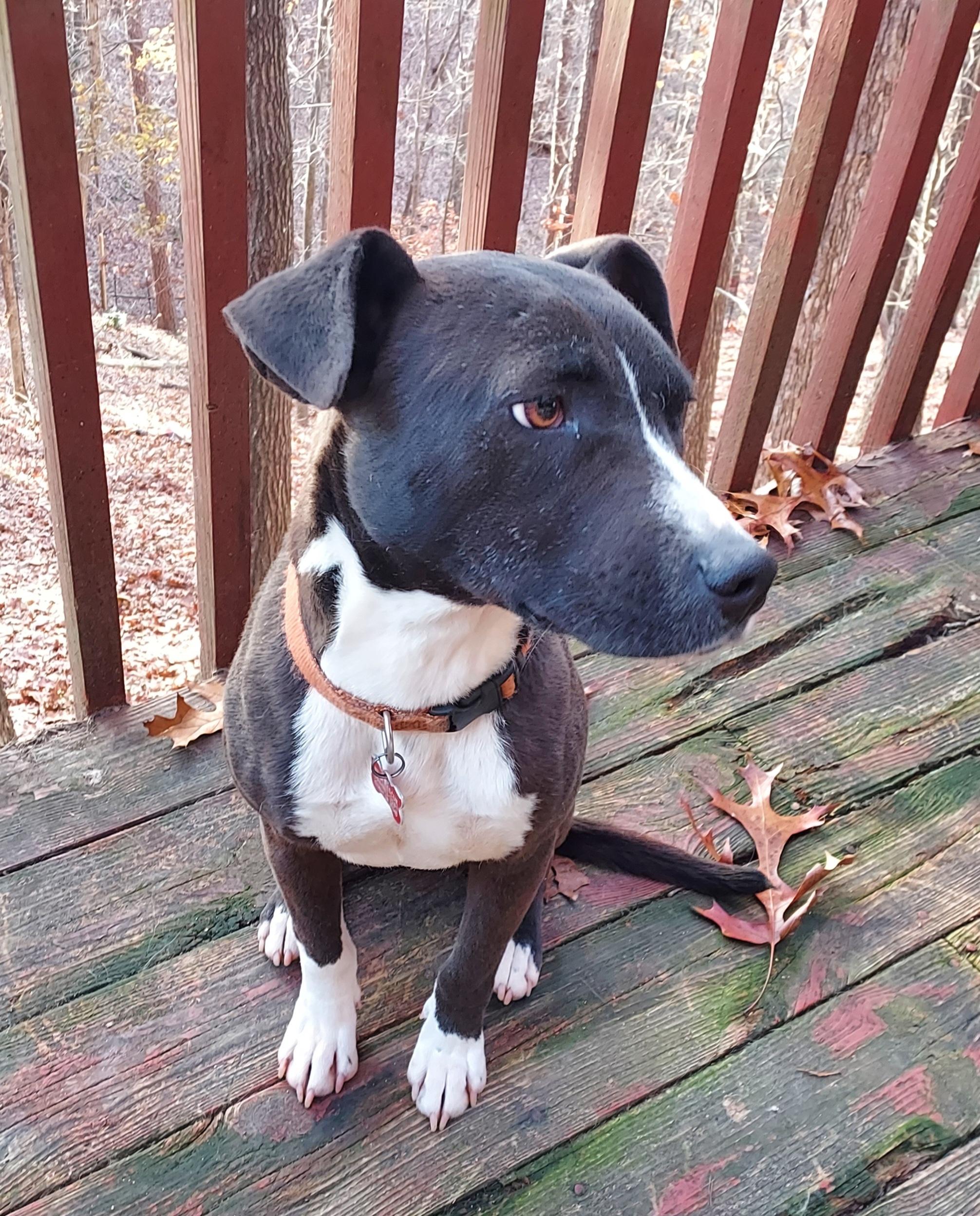 Enlarge Diago, a ADOPTABLE mixed breed in Ellijay, GA image 2/6
