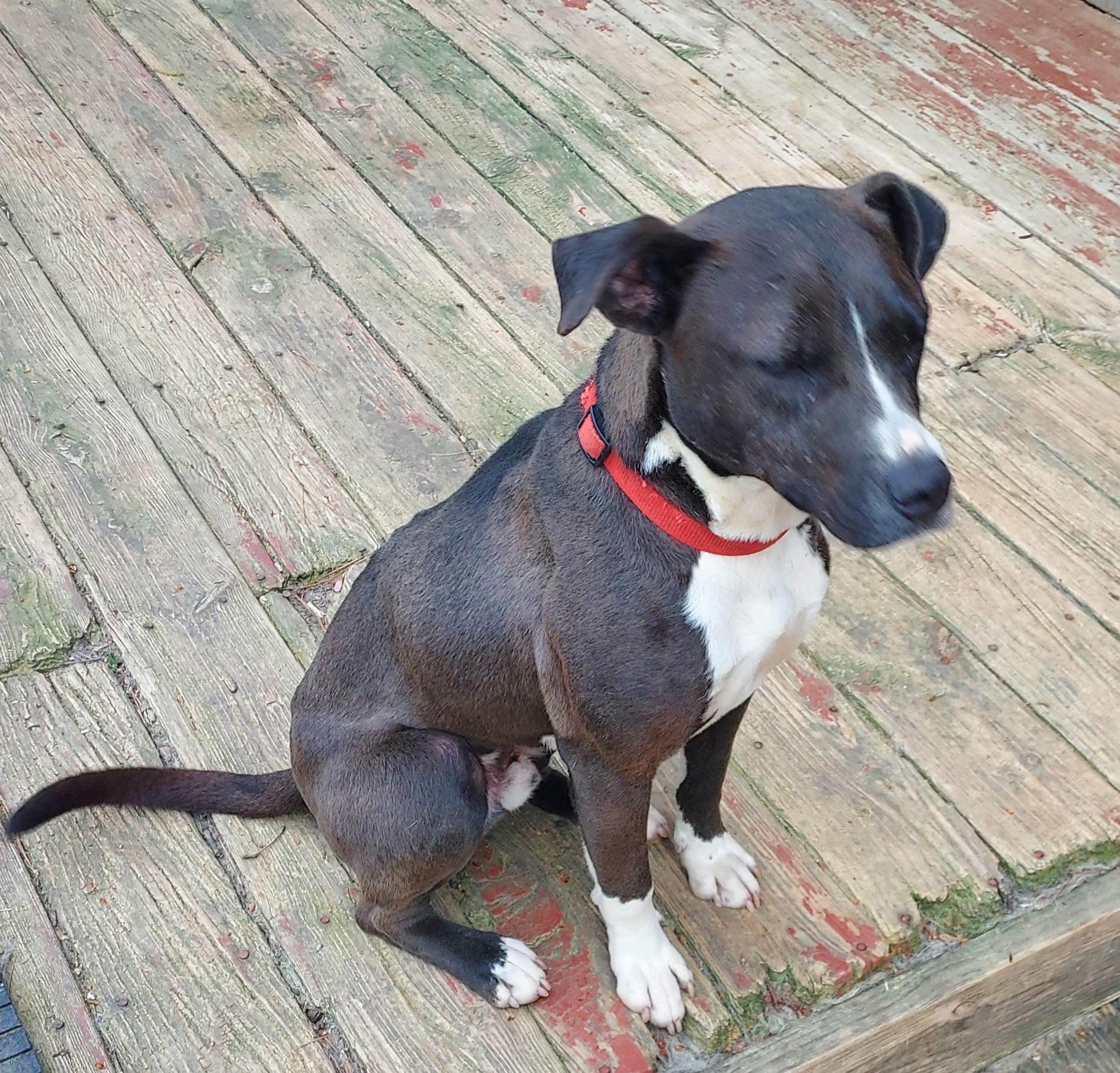 Enlarge Diago, a ADOPTABLE mixed breed in Ellijay, GA image 6/6