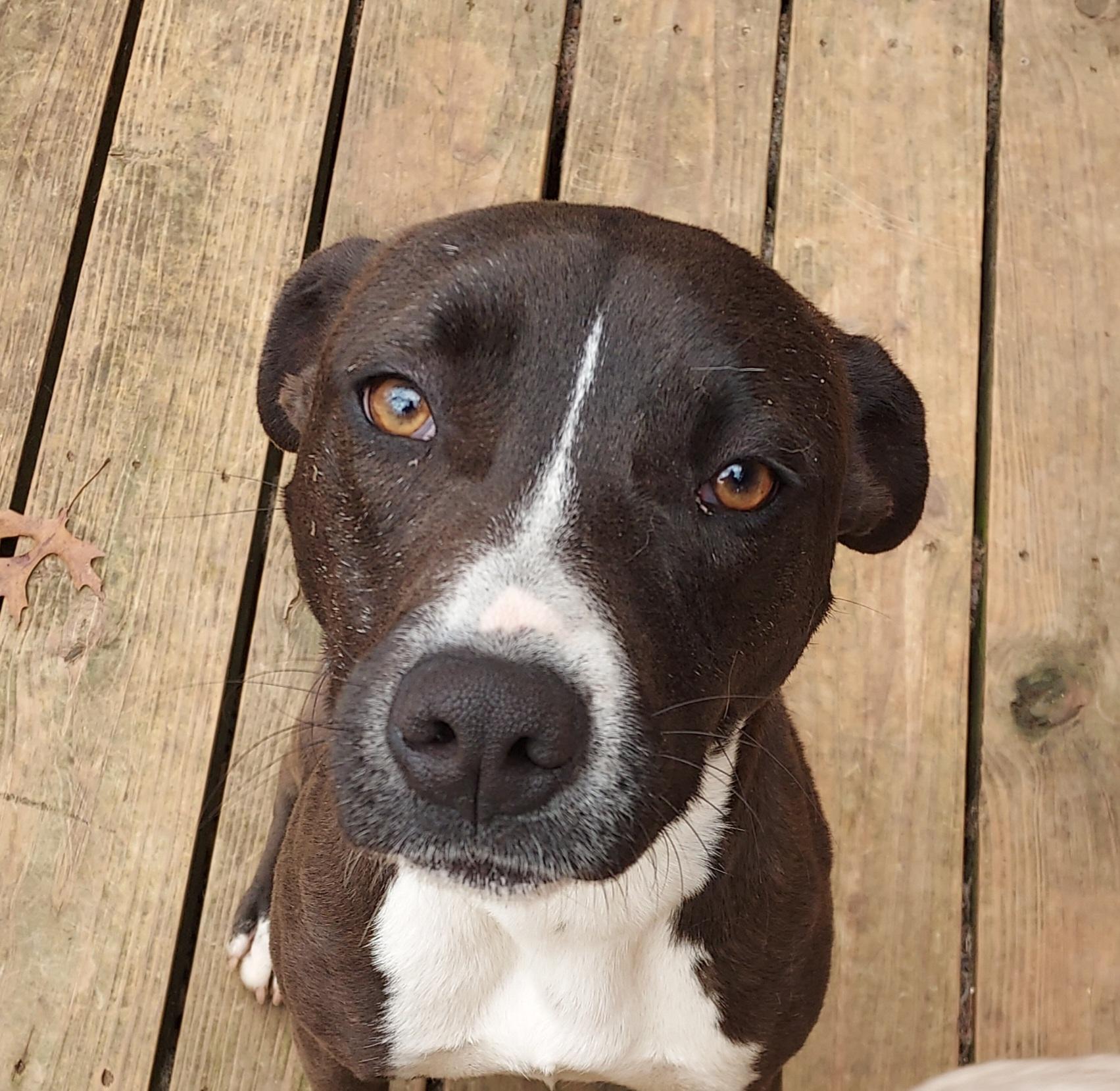 Enlarge Diago, a ADOPTABLE mixed breed in Ellijay, GA image 1/6