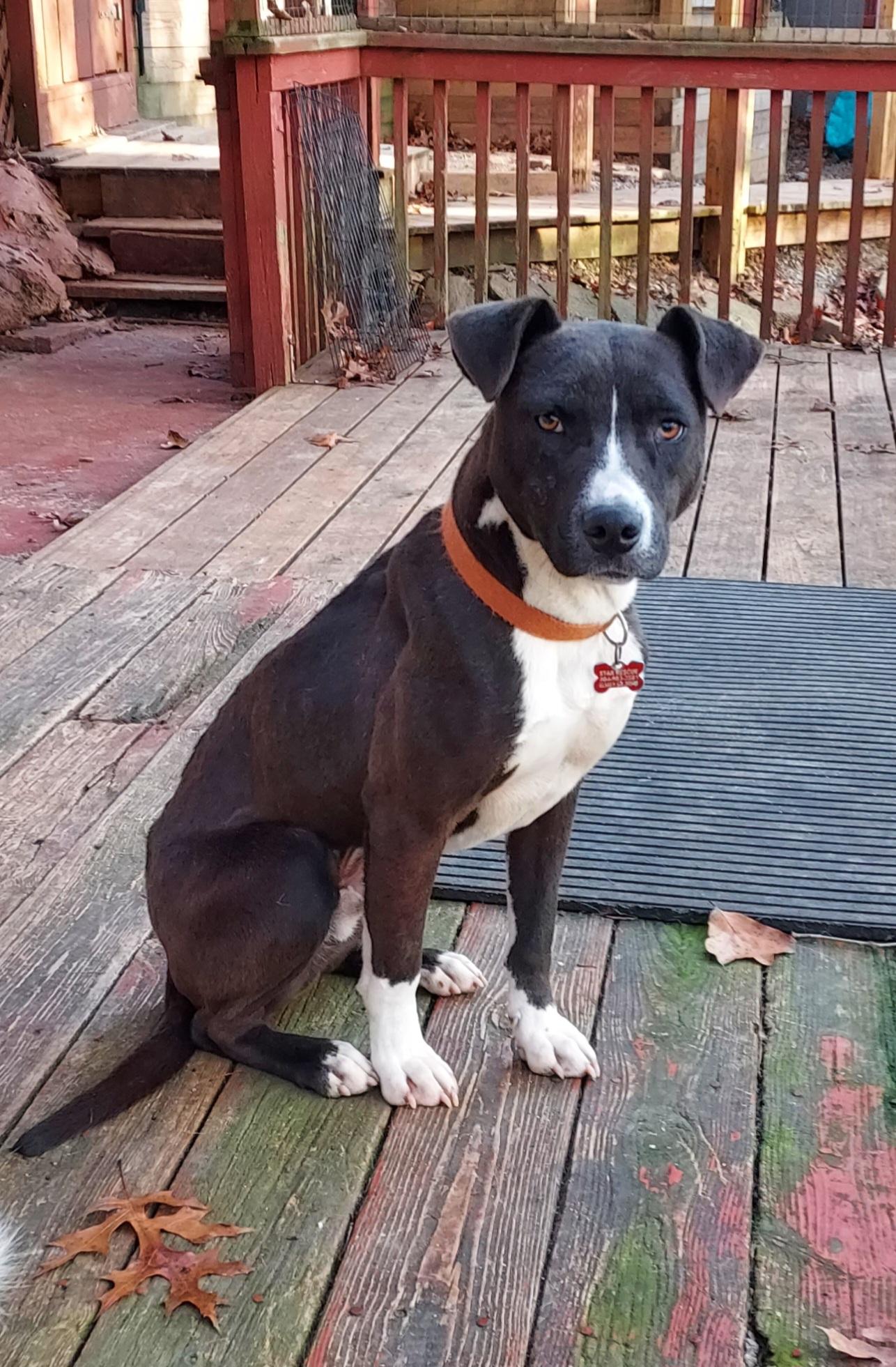 Enlarge Diago, a ADOPTABLE mixed breed in Ellijay, GA image 3/6