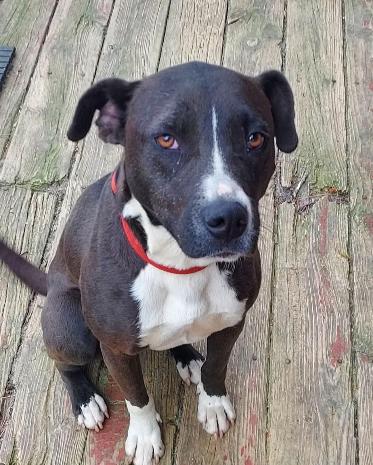 Enlarge Diago, a ADOPTABLE mixed breed in Ellijay, GA image 4/6