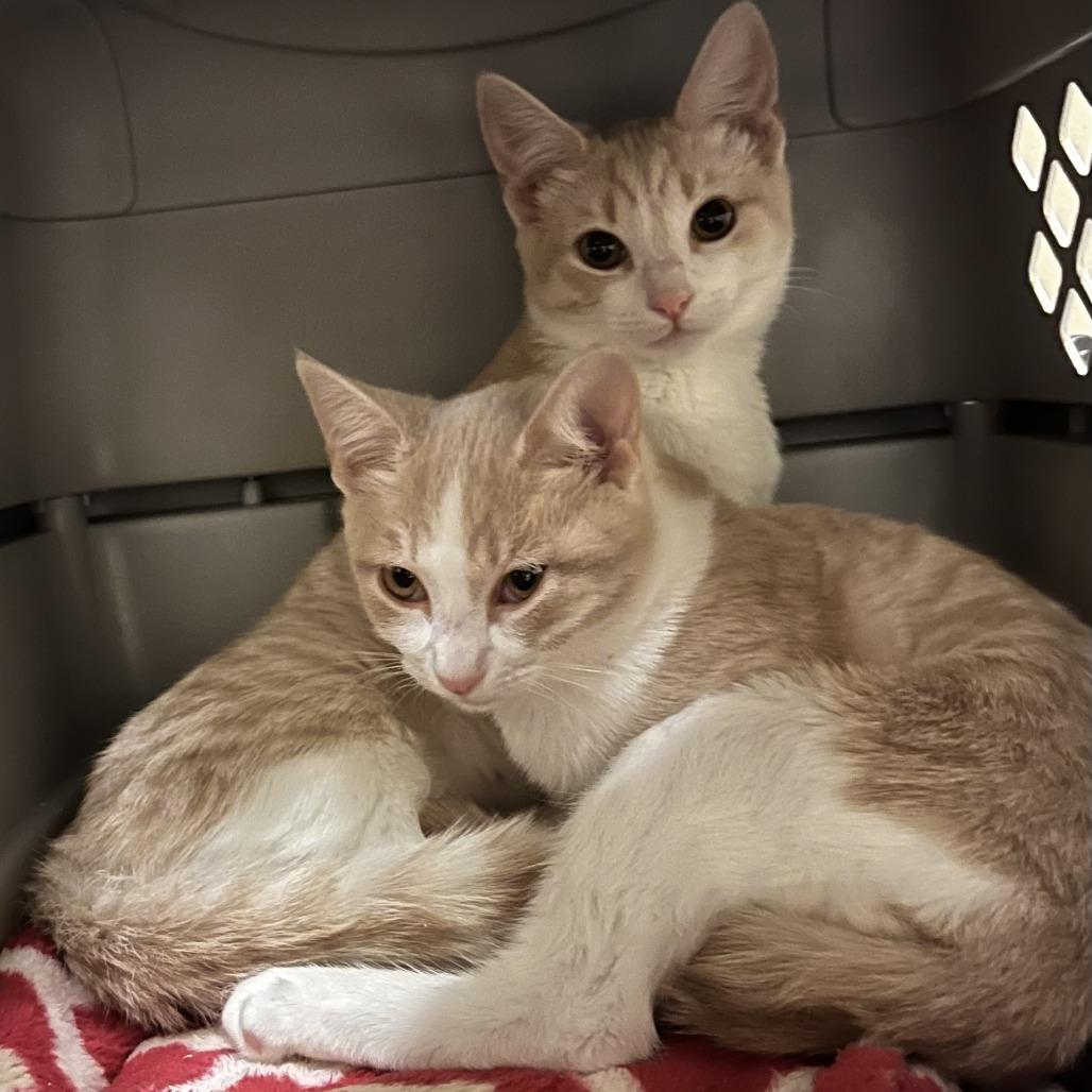 Fiji, Adoptable, Kitten Female Domestic Short Hair.