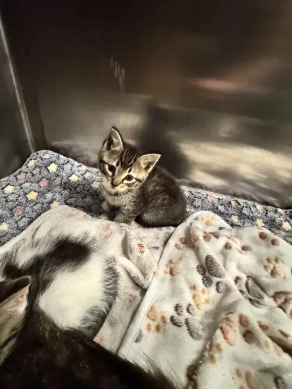 Enlarge Chowder, a Adoptable Domestic Short Hair in Grand Rapids, MI image 2/3