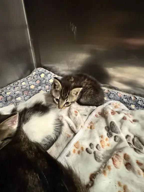 Enlarge Chowder, a Adoptable Domestic Short Hair in Grand Rapids, MI image 3/3