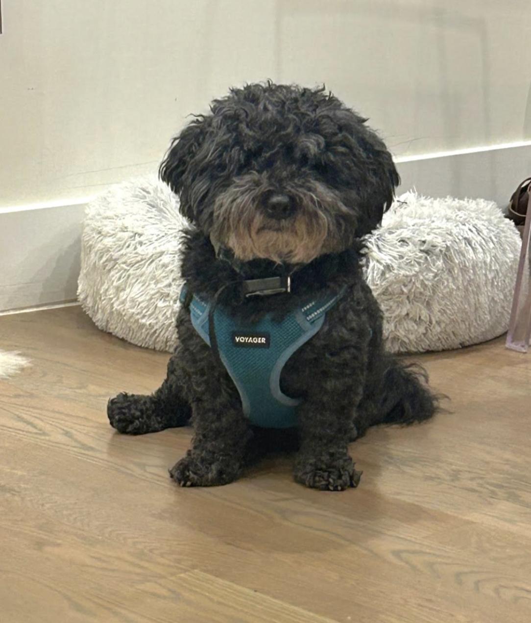 Martin Poodle Dog