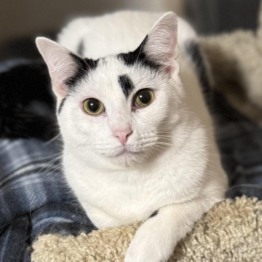 Weston, Adoptable, Adult Male Domestic Short Hair.