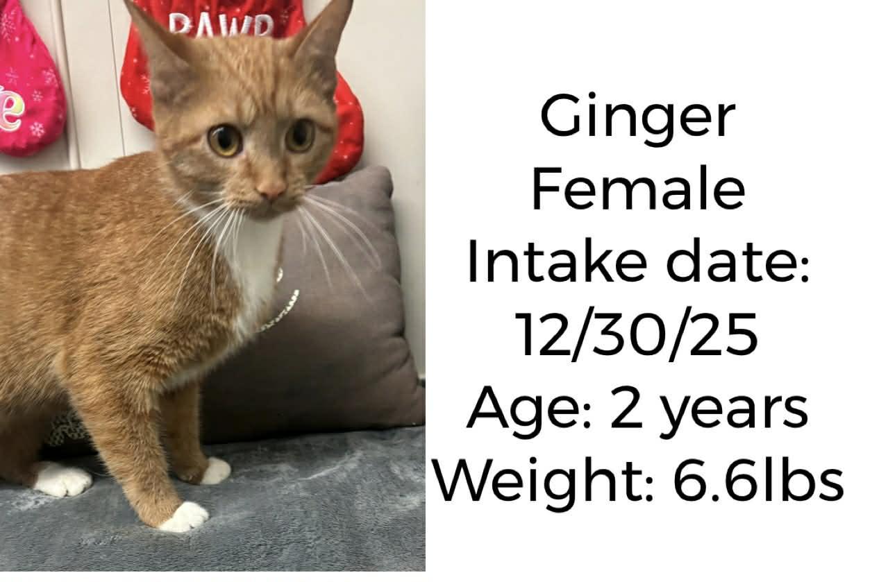 Enlarge Ginger, a ADOPTABLE Domestic Short Hair in Staffordsville, KY image 1/1