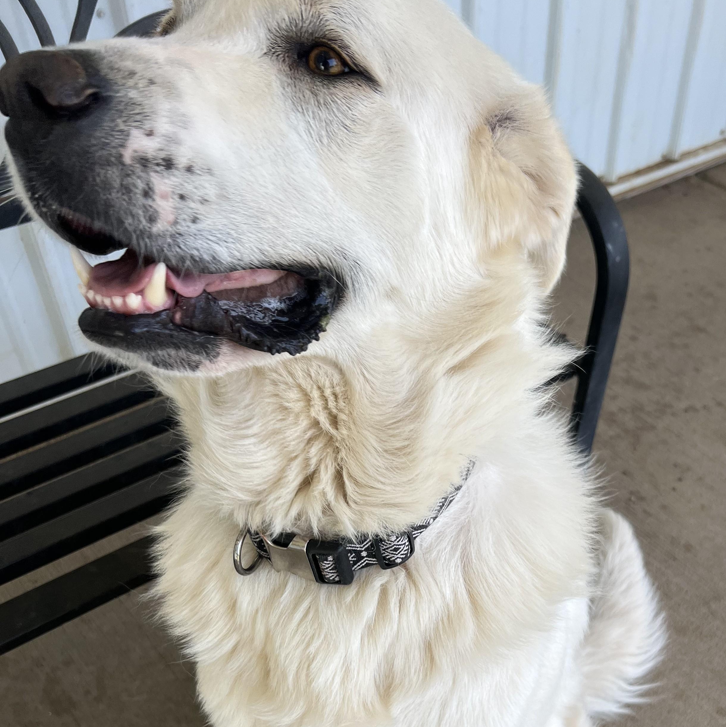 Enlarge Michael, a Adoptable Great Pyrenees in New Richmond, WI image 3/4