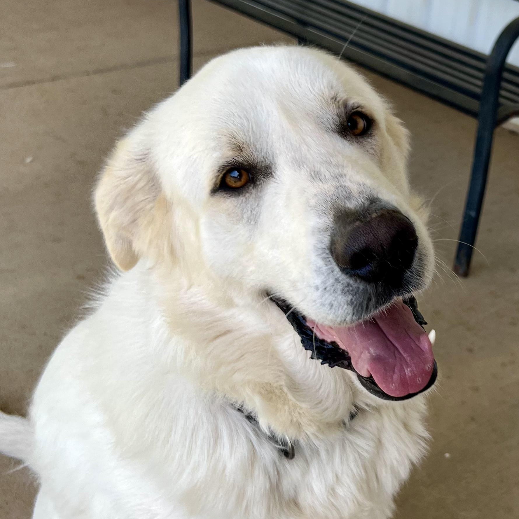 Enlarge Michael, a Adoptable Great Pyrenees in New Richmond, WI image 2/4
