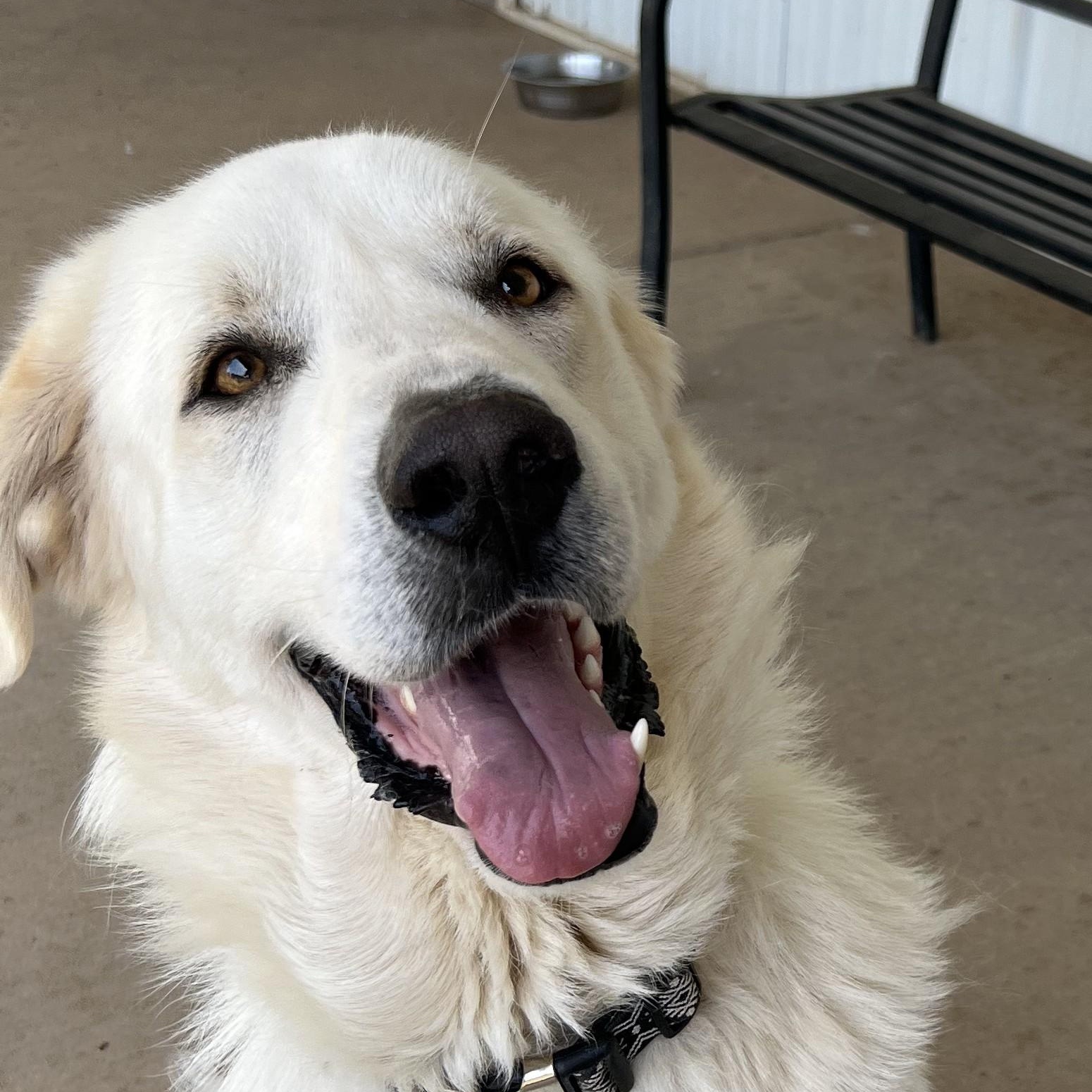 Enlarge Michael, a Adoptable Great Pyrenees in New Richmond, WI image 4/4