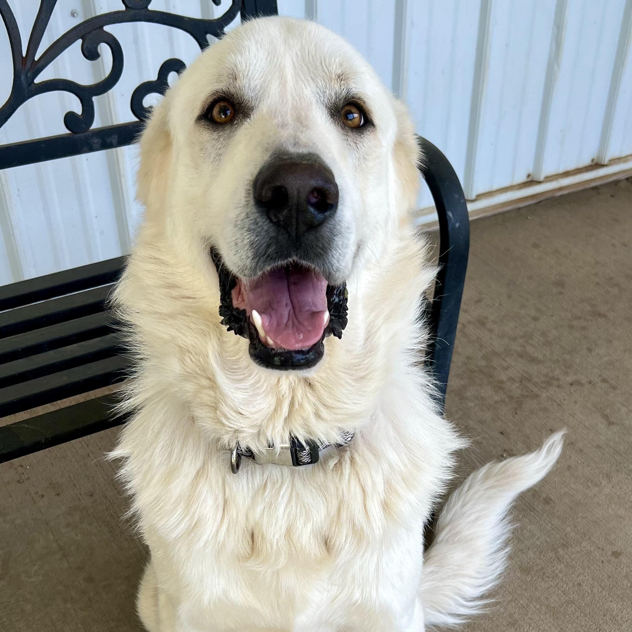Michael, Adoptable, Young Male Great Pyrenees.