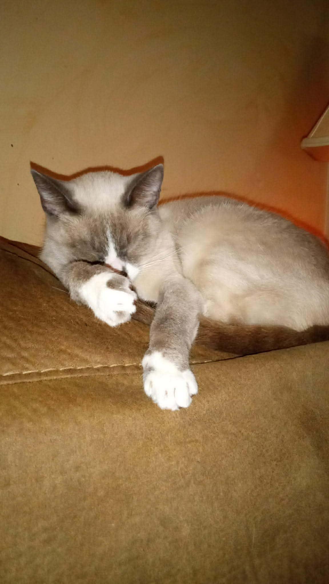 Enlarge Bubbles, a ADOPTABLE Siamese in Canal Fulton, OH image 3/3