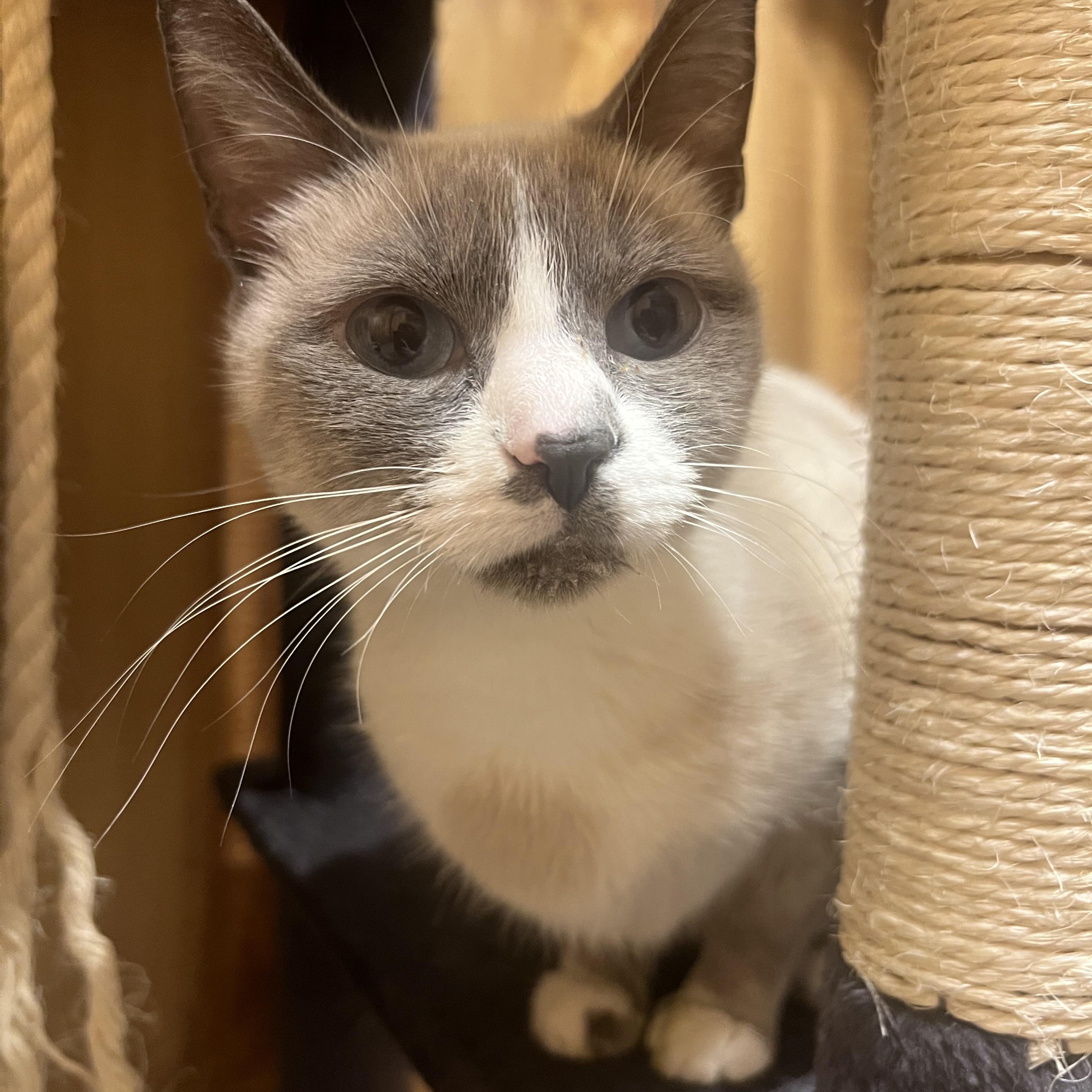 Enlarge Bubbles, a ADOPTABLE Siamese in Canal Fulton, OH image 1/3