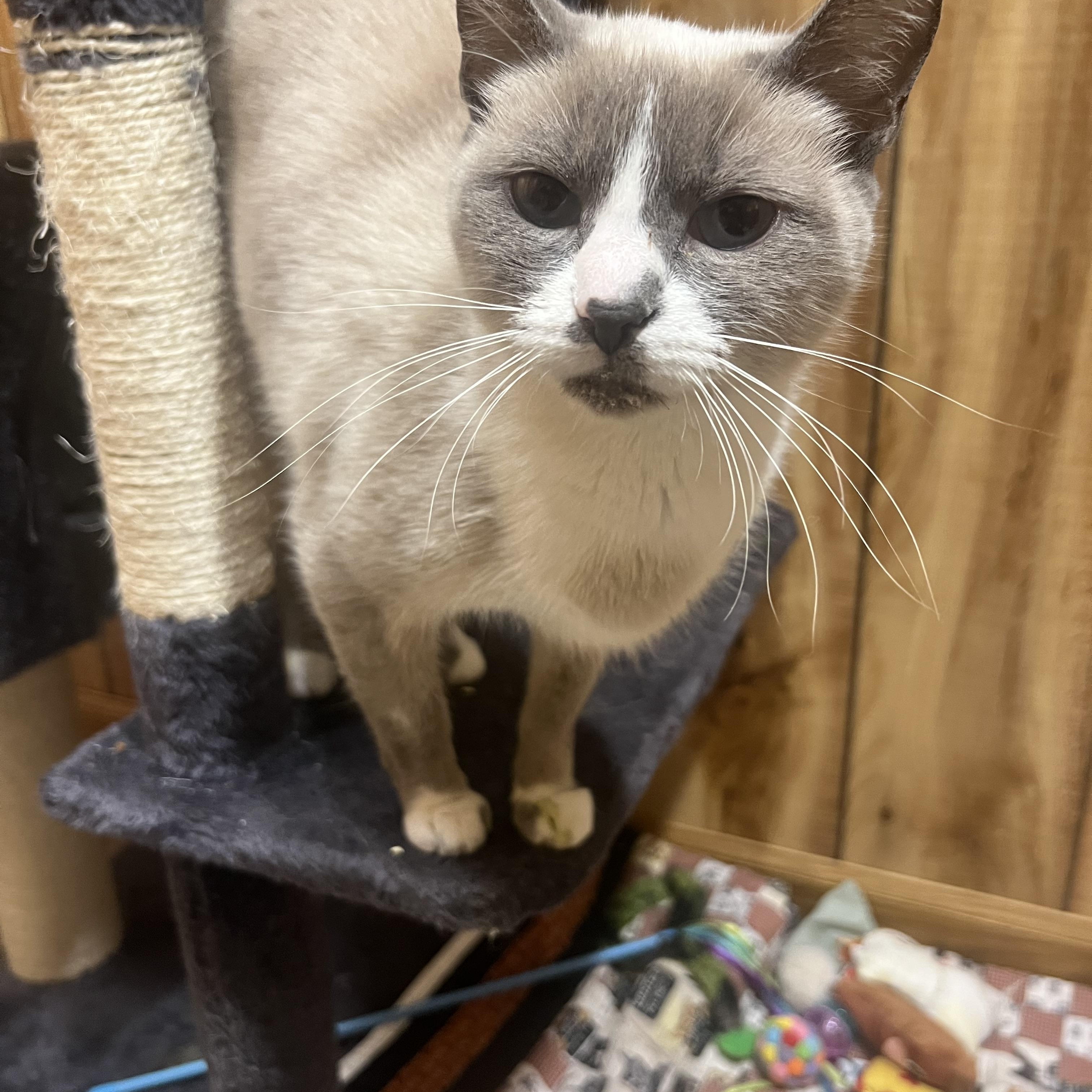 Enlarge Bubbles, a ADOPTABLE Siamese in Canal Fulton, OH image 2/3
