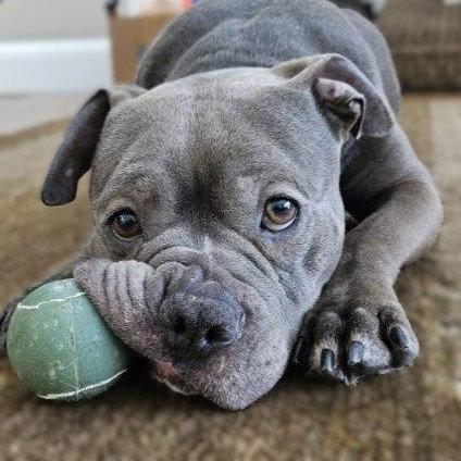 Enlarge Buccee Joe, a Adopted Pit Bull Terrier in Framingham, MA image 1/3
