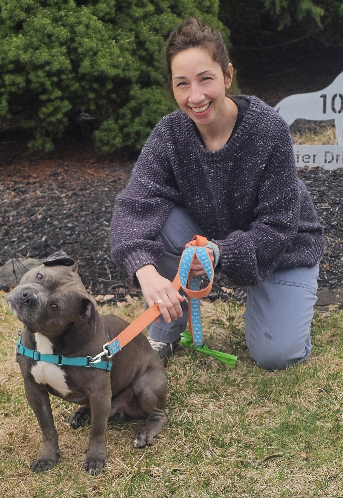Buccee Joe, Adopted, Young Male Pit Bull Terrier.