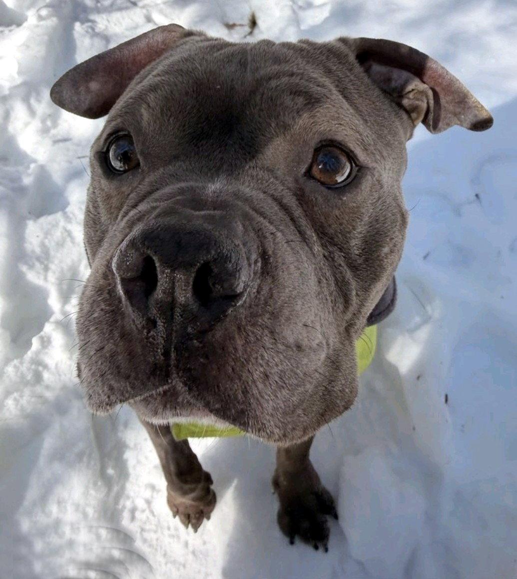 Enlarge Buccee Joe, a Adopted Pit Bull Terrier in Framingham, MA image 3/3